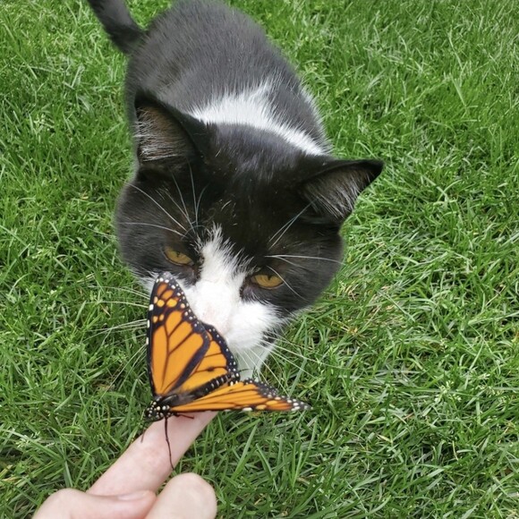 jolteonlove
